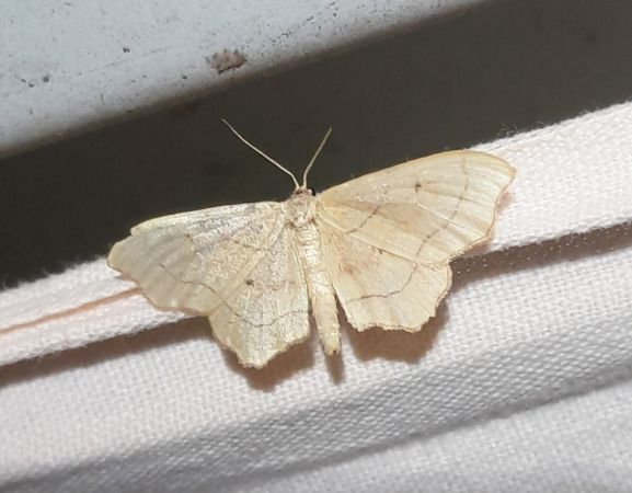 Idaea emarginata  - Sylvain Lethuillier