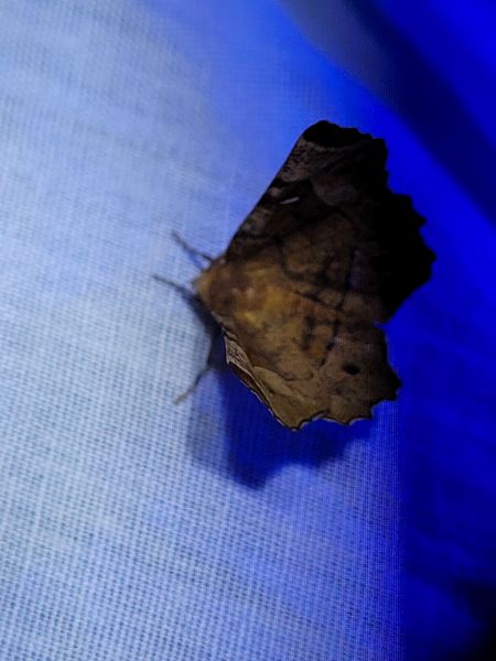 Selenia tetralunaria  - Thomas Lux