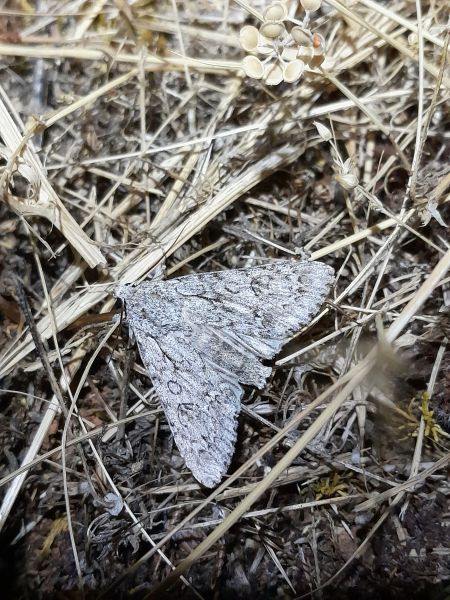 Acronicta aceris  - Sylvain Lethuillier