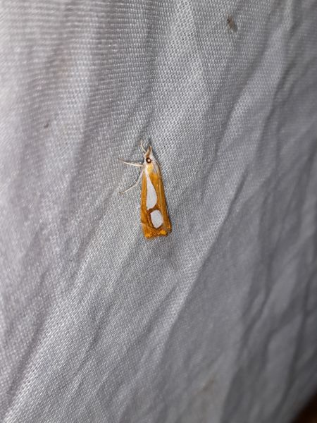 Catoptria pinella  - Sylvain Lethuillier