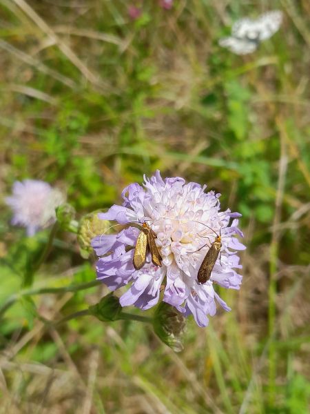 Nemophora metallica  - Sylvain Lethuillier