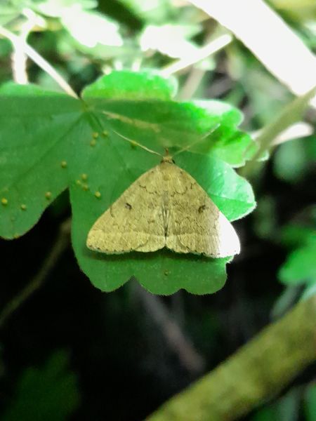 Zanclognatha zelleralis  - Sylvain Lethuillier