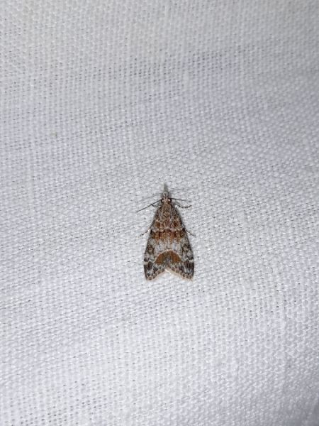 Eudonia mercurella  - Sylvain Lethuillier