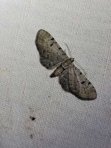 Eupithecia expallidata  - Thomas Lux
