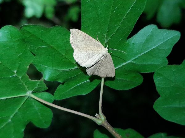 Cyclophora ruficiliaria  - Sylvain Lethuillier
