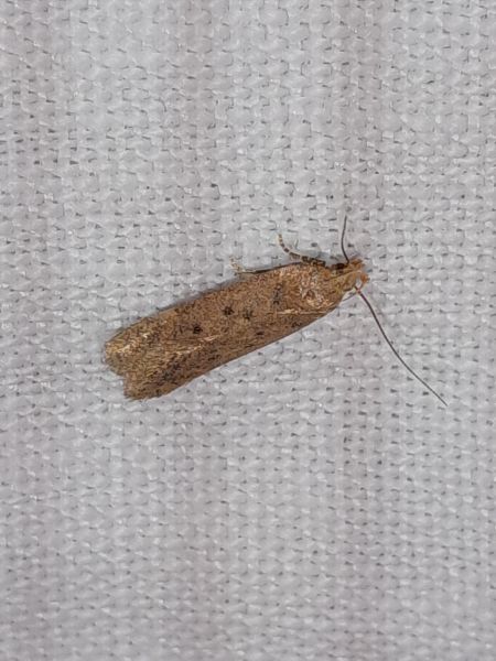 Bryotropha terrella  - Sylvain Lethuillier