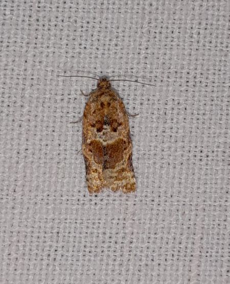 Argyrotaenia ljungiana  - Sylvain Lethuillier