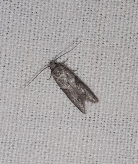 Blastobasis sp.  - Sylvain Lethuillier