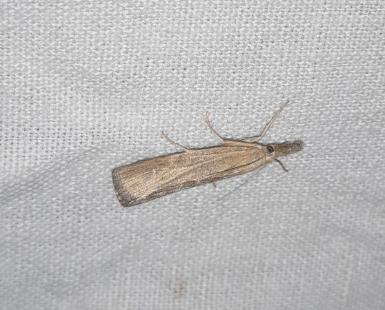 Pediasia contaminella  - Sylvain Lethuillier
