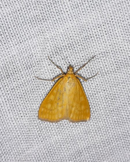 Sitochroa verticalis  - Sylvain Lethuillier