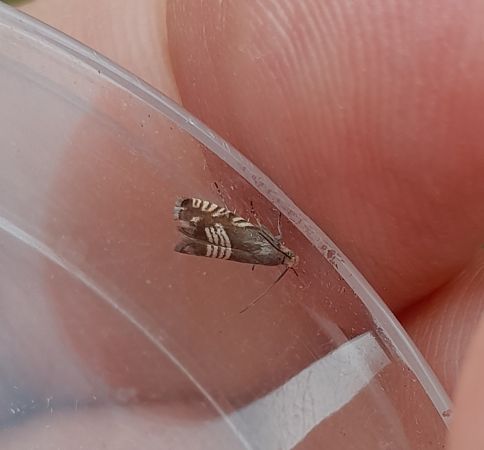 Grapholita compositella  - Sylvain Lethuillier