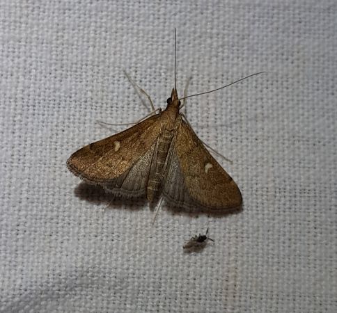 Dolicharthria punctalis  - Sylvain Lethuillier