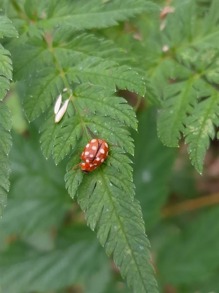 Coccinelle à 14 points  - Sylvain Lethuillier