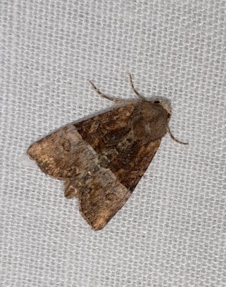 Mesoligia furuncula  - Sylvain Lethuillier
