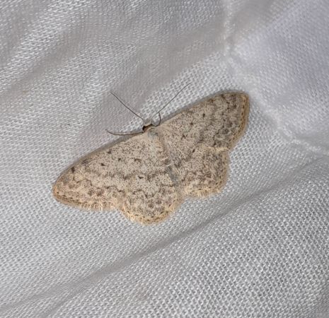 Idaea biselata  - Sylvain Lethuillier