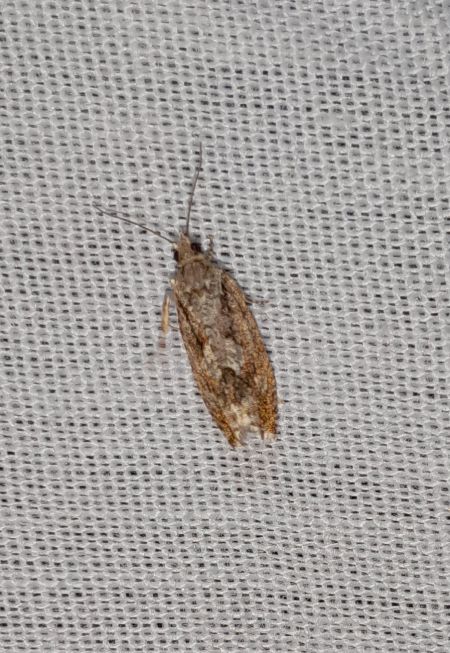 Zeiraphera isertana  - Sylvain Lethuillier