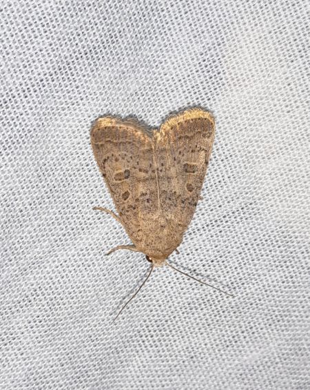 Hoplodrina respersa  - Sylvain Lethuillier