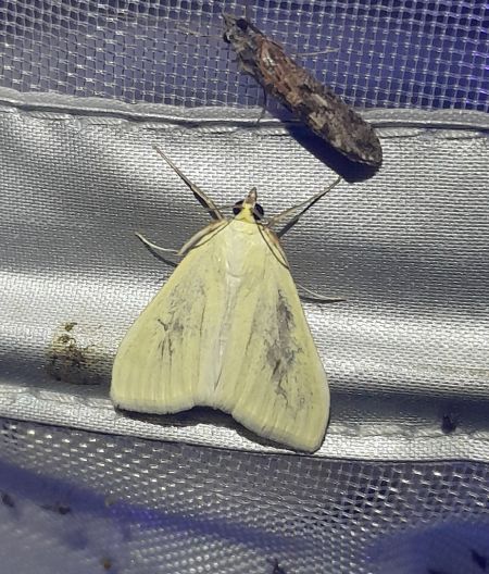 Sitochroa palealis  - Sylvain Lethuillier