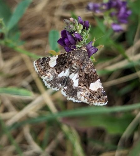 Noctuelle en deuil 