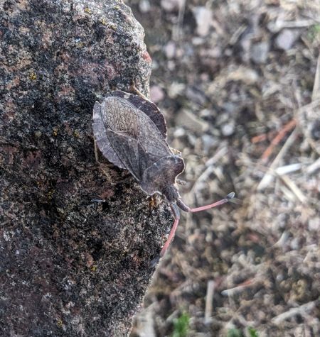 Enoplops scapha 