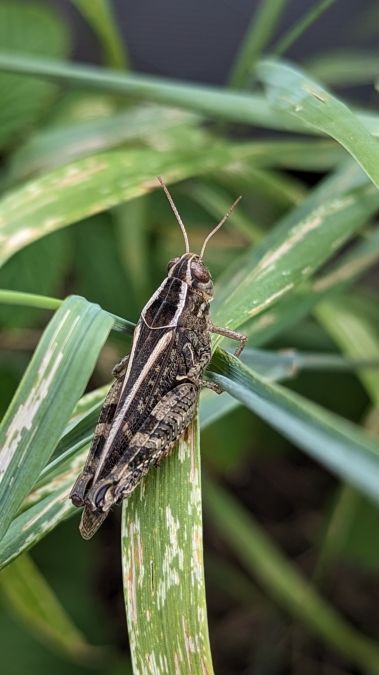 Caloptène italien 