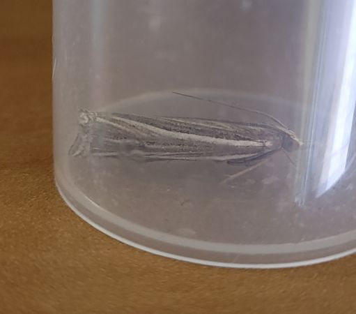 Ancylolomia tentaculella  - Thomas Lux