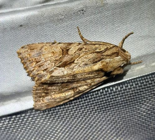Apamea monoglypha  - Sylvain Lethuillier