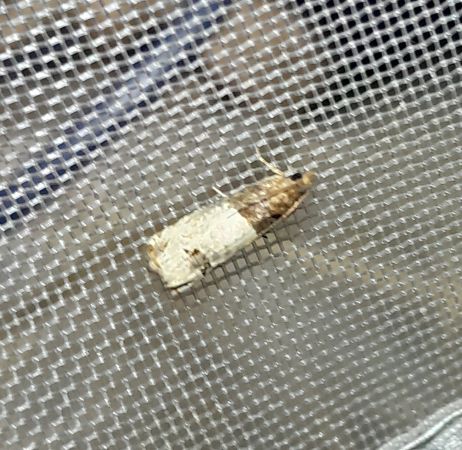 Notocelia roborana  - Sylvain Lethuillier