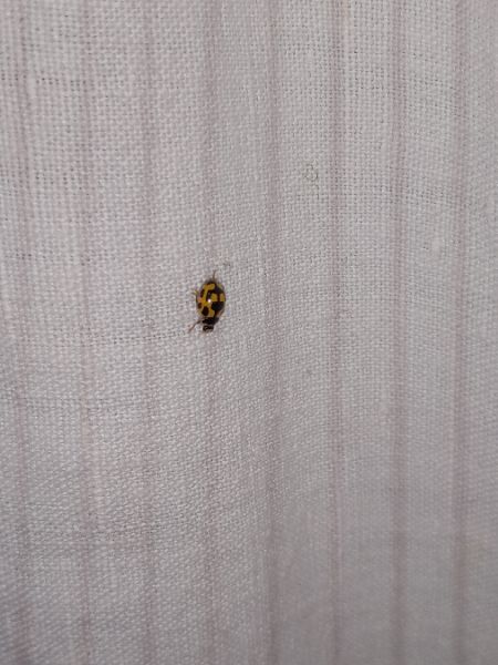 Coccinelle à damier  - Sylvain Lethuillier