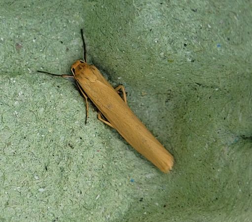 Indalia pygmaeola  - Thomas Lux