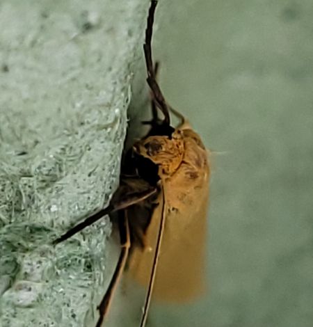 Indalia pygmaeola  - Thomas Lux