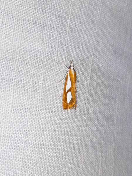 Catoptria pinella  - Sylvain Lethuillier