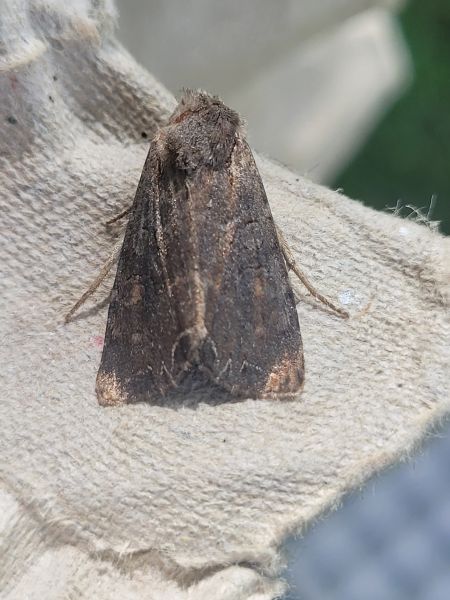 Lacanobia suasa  - Thomas Lux