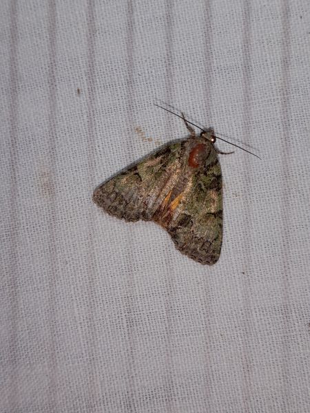 Polyphaenis sericata  - Sylvain Lethuillier