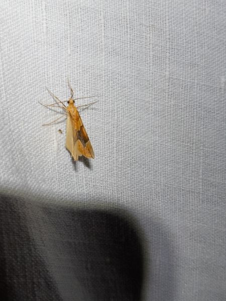 Cidaria fulvata  - Sylvain Lethuillier