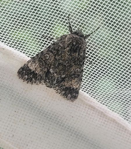 Acronicta megacephala  - Thomas Lux