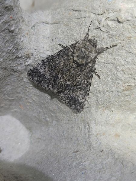 Acronicta megacephala  - Thomas Lux