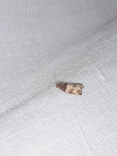 Gypsonoma aceriana  - Sylvain Lethuillier