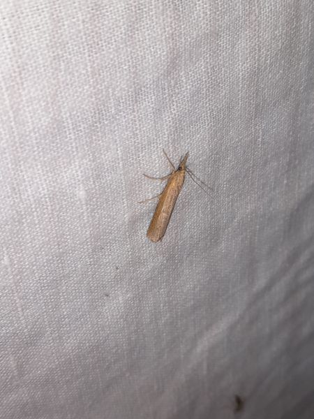 Pediasia contaminella  - Sylvain Lethuillier