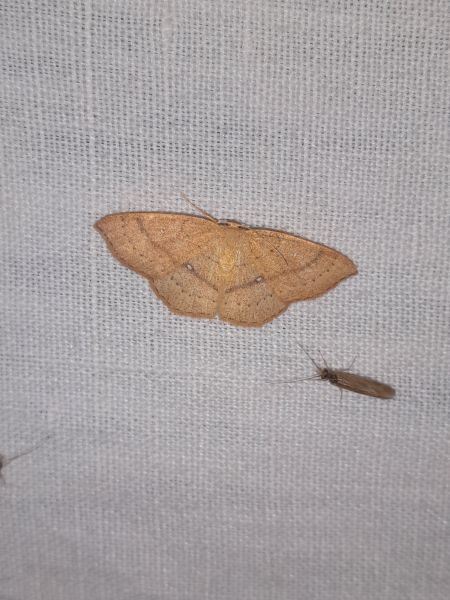 Cyclophora linearia  - Sylvain Lethuillier