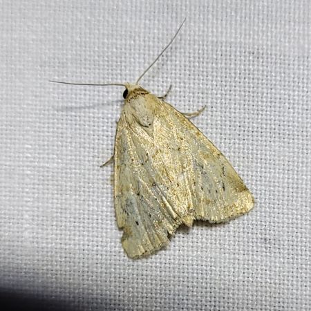 Photedes minima  - Thomas Lux