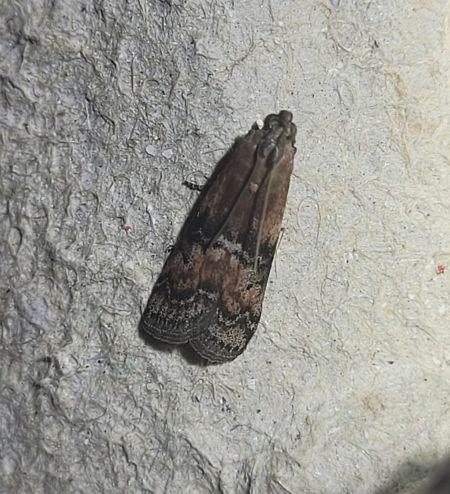 Rhodophaea formosa  - Thomas Lux