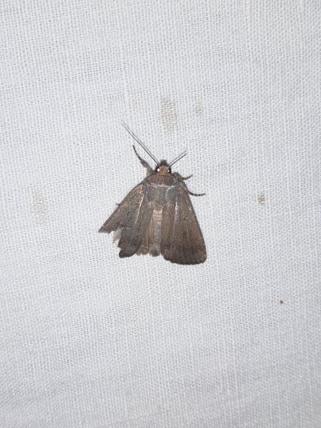 Amphipyra tragopoginis  - Sylvain Lethuillier