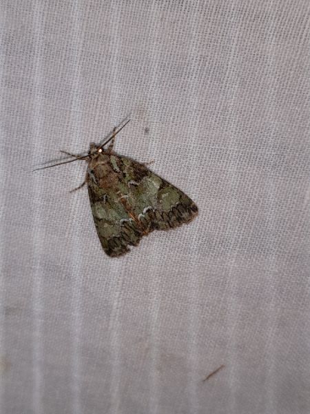 Polyphaenis sericata  - Sylvain Lethuillier