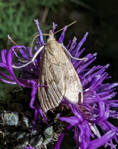 Udea fulvalis 