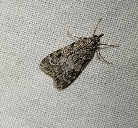 Eudonia mercurella  - Thomas Lux