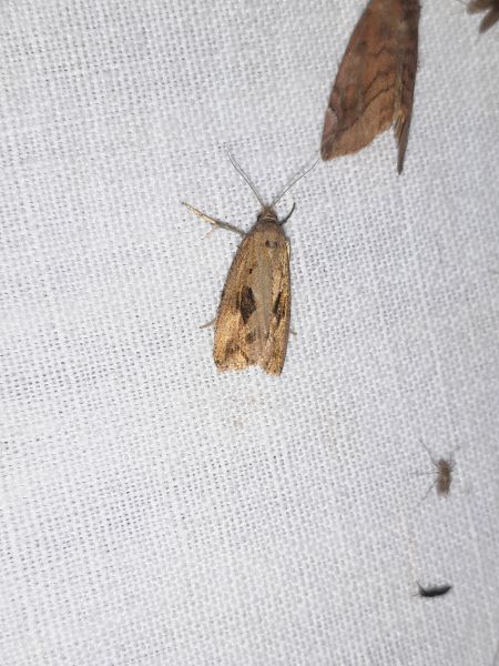 Endothenia quadrimaculana  - Sylvain Lethuillier