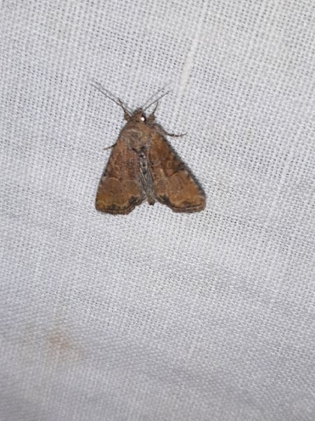 Mesoligia furuncula  - Sylvain Lethuillier