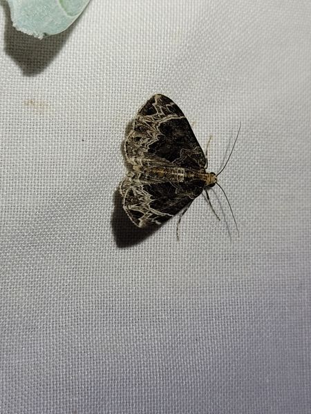 Ecliptopera silaceata  - Thomas Lux