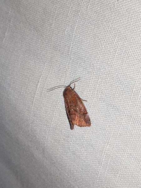 Cosmia pyralina  - Sylvain Lethuillier